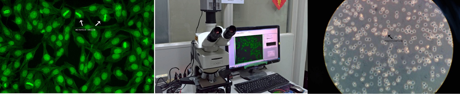 國立中興大學獸醫學院動物疾病診斷中心